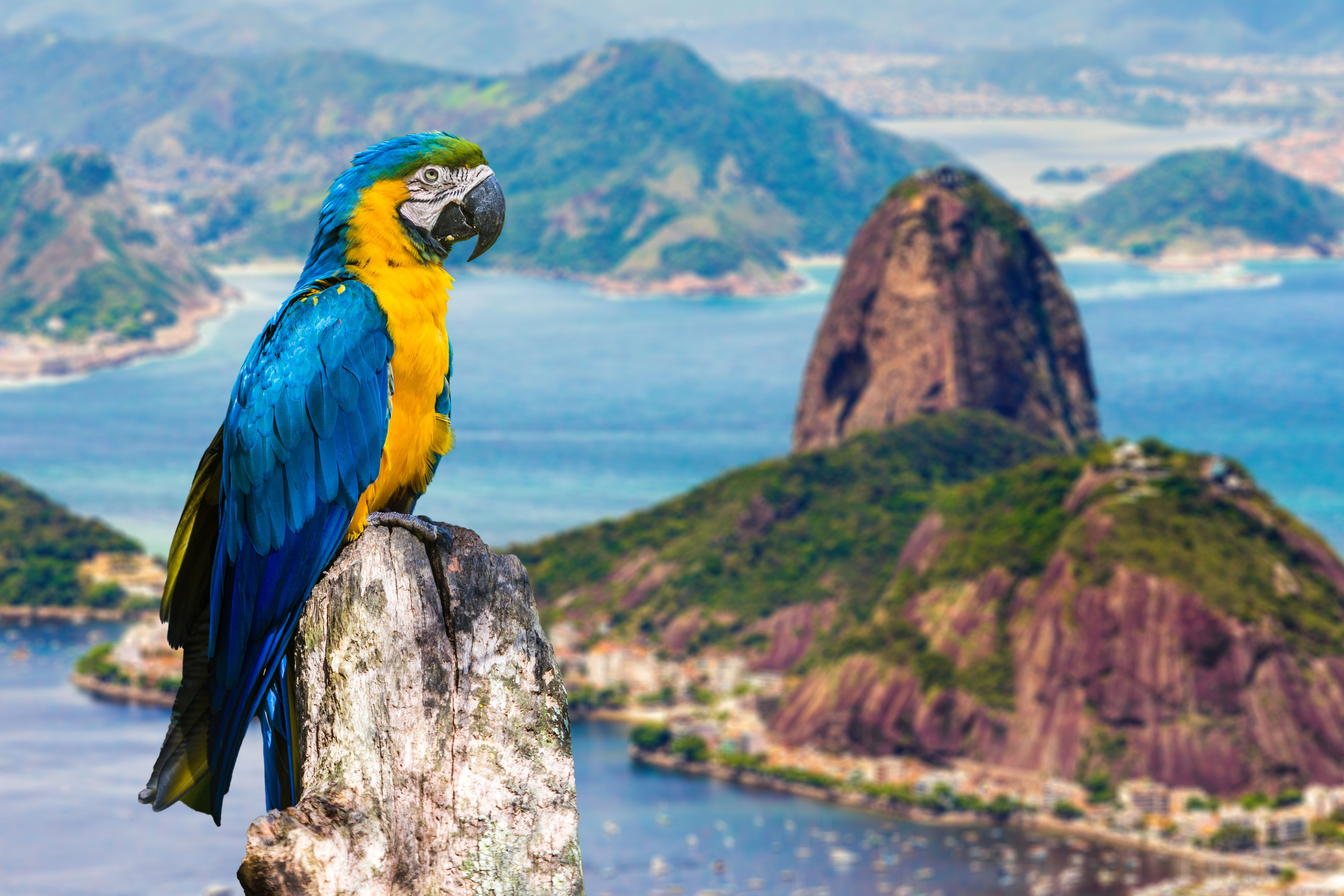 Blue and Yellow Macaw in Rio de Janeiro, Brazil